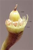  Calyx, Disc and Ovary